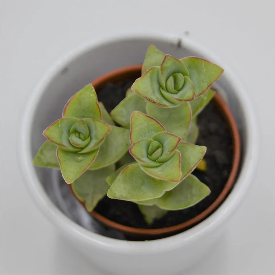 pasiora-crassula-perforata-giant-sukkulente-5-5cm-topf image 1