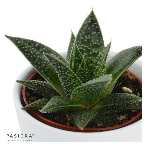 pasiora-gasteria-flow-wander-sukkulente-6-cm-topf image 1