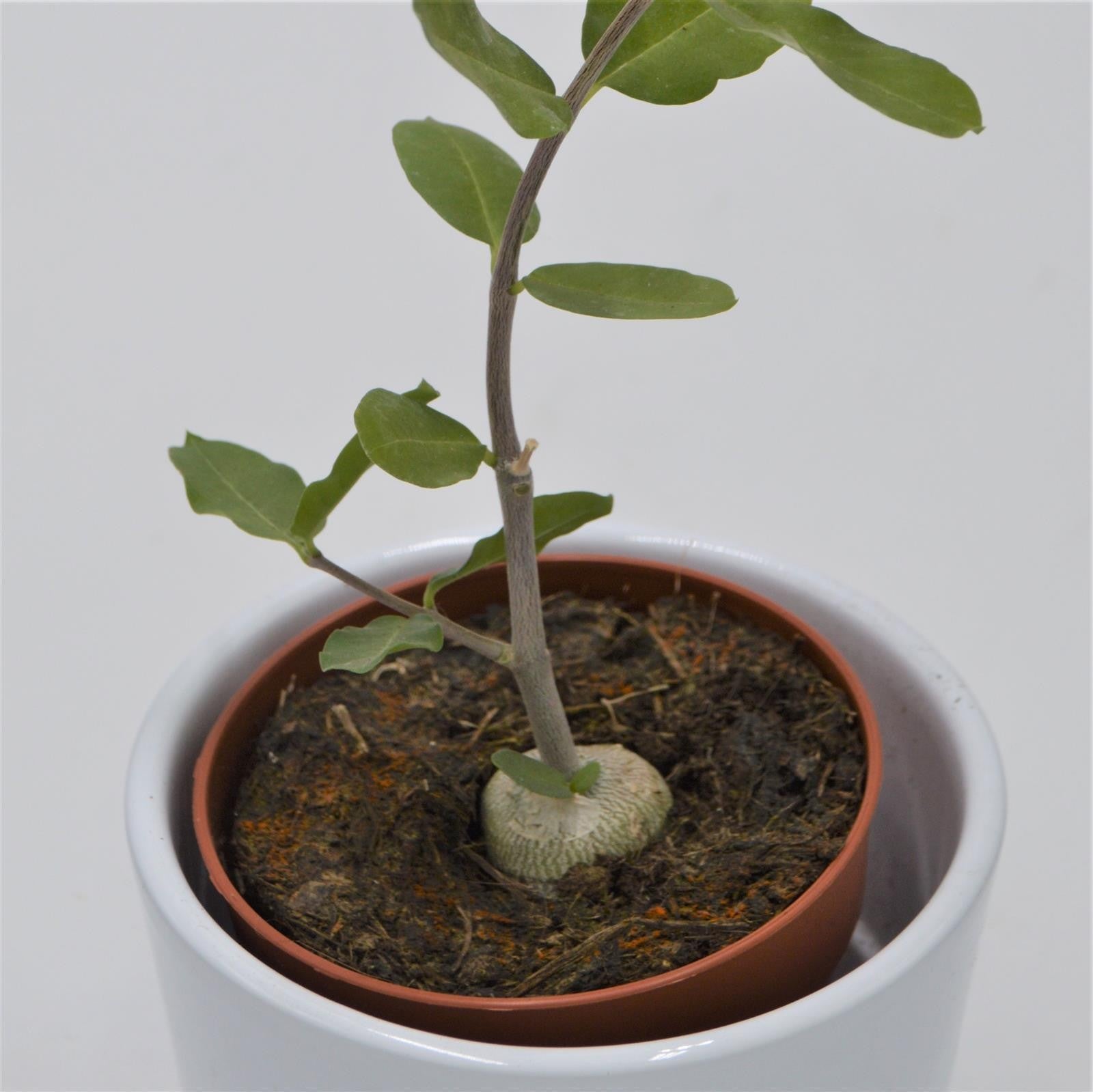 pasiora-fockea-edulis-sukkulente-caudex-8-5-cm-topf image 3