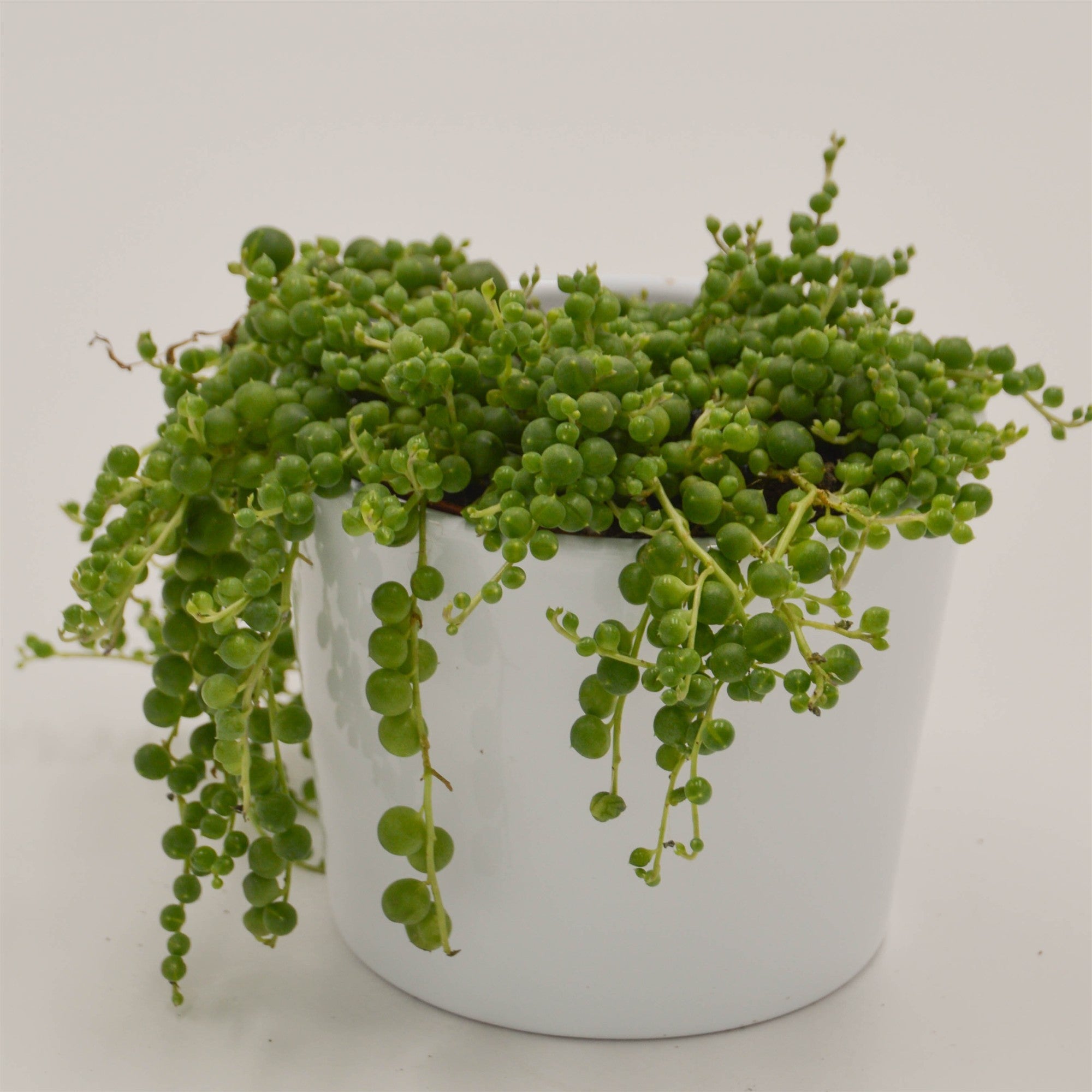 pasiora-senecio-rowleyanus-erbsenpflanze-sukkulente-10-5cm image 1