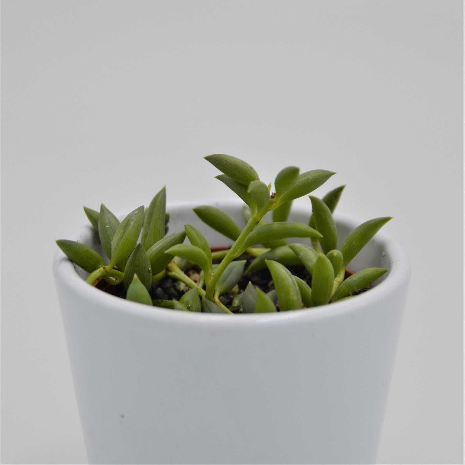 pasiora-senecio-herreianus-string-of-tears-h-nge-sukkulente-6cm image 2