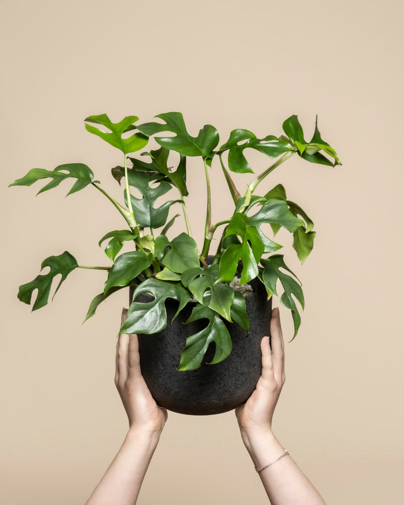 feey-monstera-minima-rhaphidophora-tetrasperma-zimmerpflanze image 1