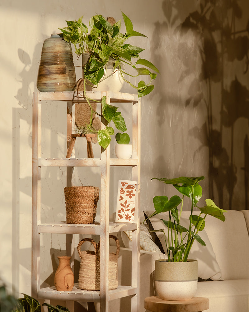 feey-me-time-bundle-monstera-efeutute-marble-queen-set image 4
