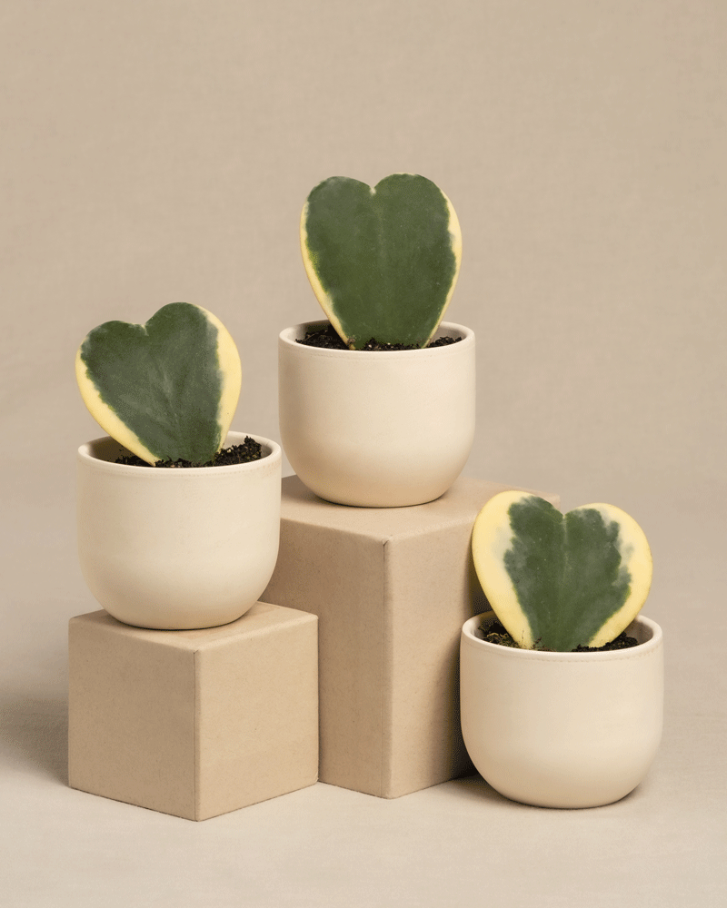 feey-herzblatt-trio-panaschiert-hoya-kerrii-variegata-3-babypflanzen image 5