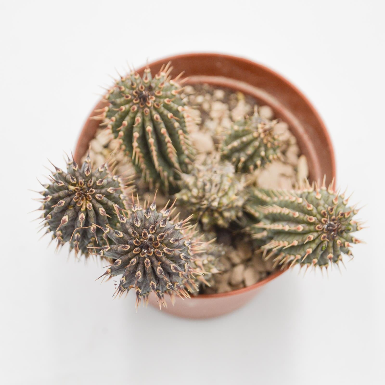 pasiora-hoodia-gordonii-sukkulente-im-8-5cm-topf image 2