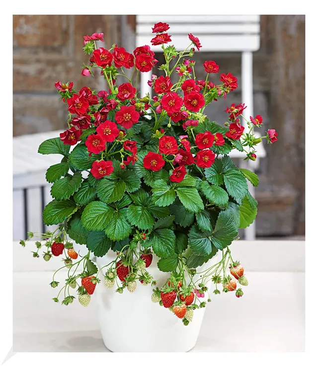 baldur-garten-erdbeere-summer-breeze-rose-3x-pflanzen-im-10-5-cm-topf image 1