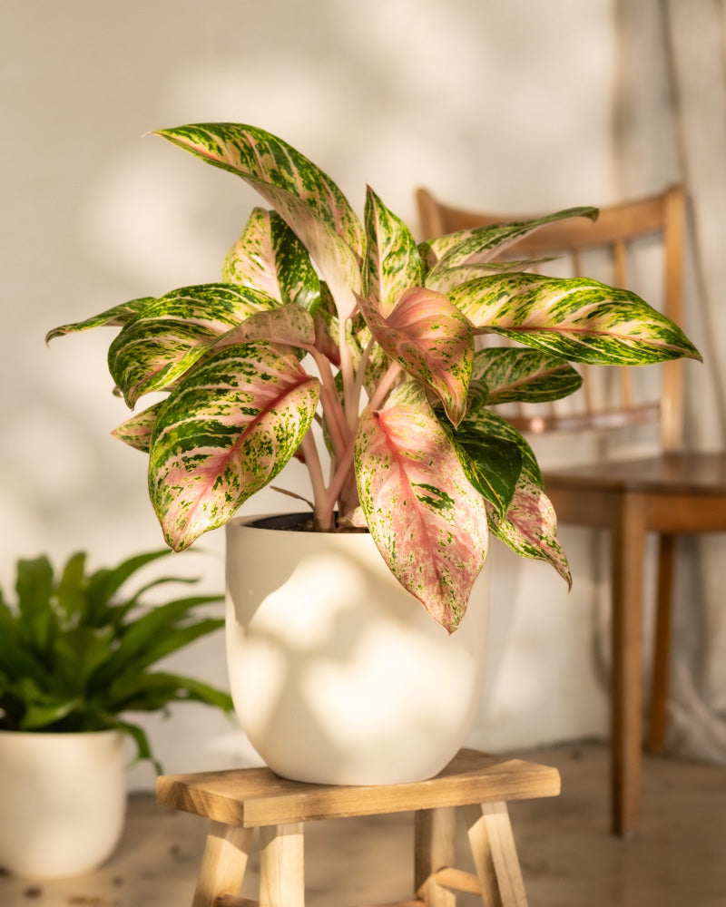 feey-aglaonema-cocomelon-kolbenfaden-mittlere-zimmerpflanze image 4