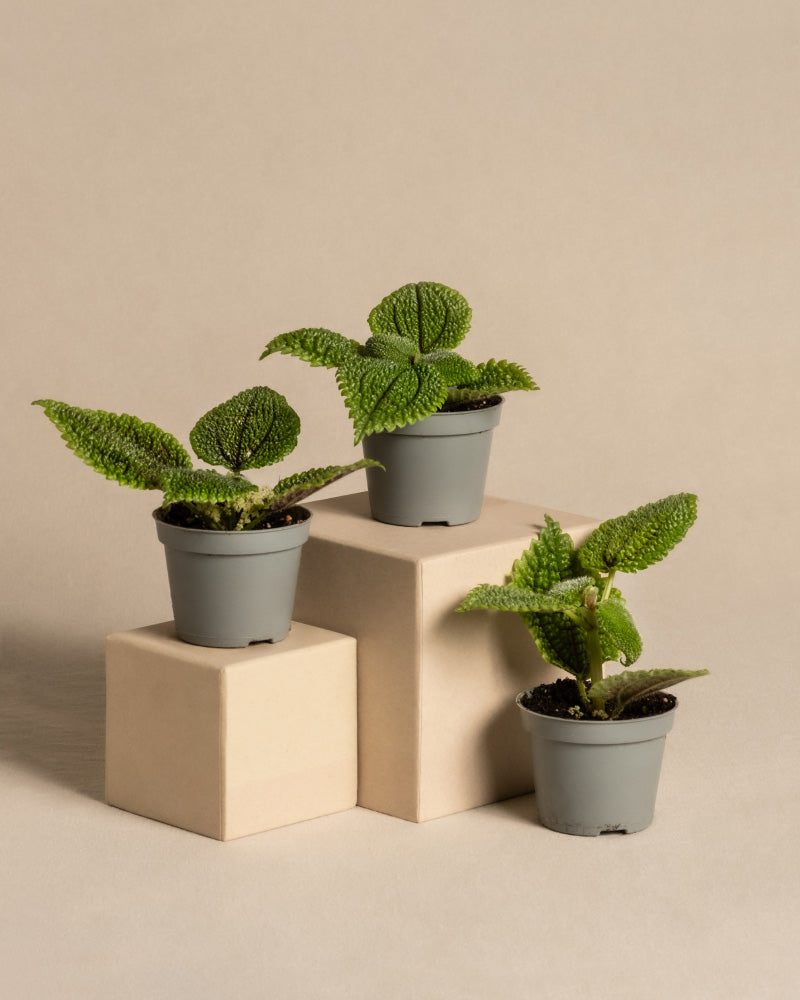 feey-babypflanzen-trio-pilea-moon-valley-kanonierblume image 3