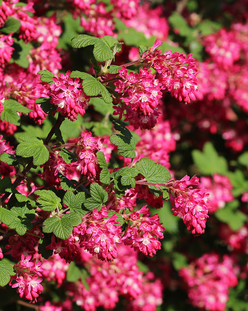 feey-ribes-sanguineum-blutjohannisbeere image 5