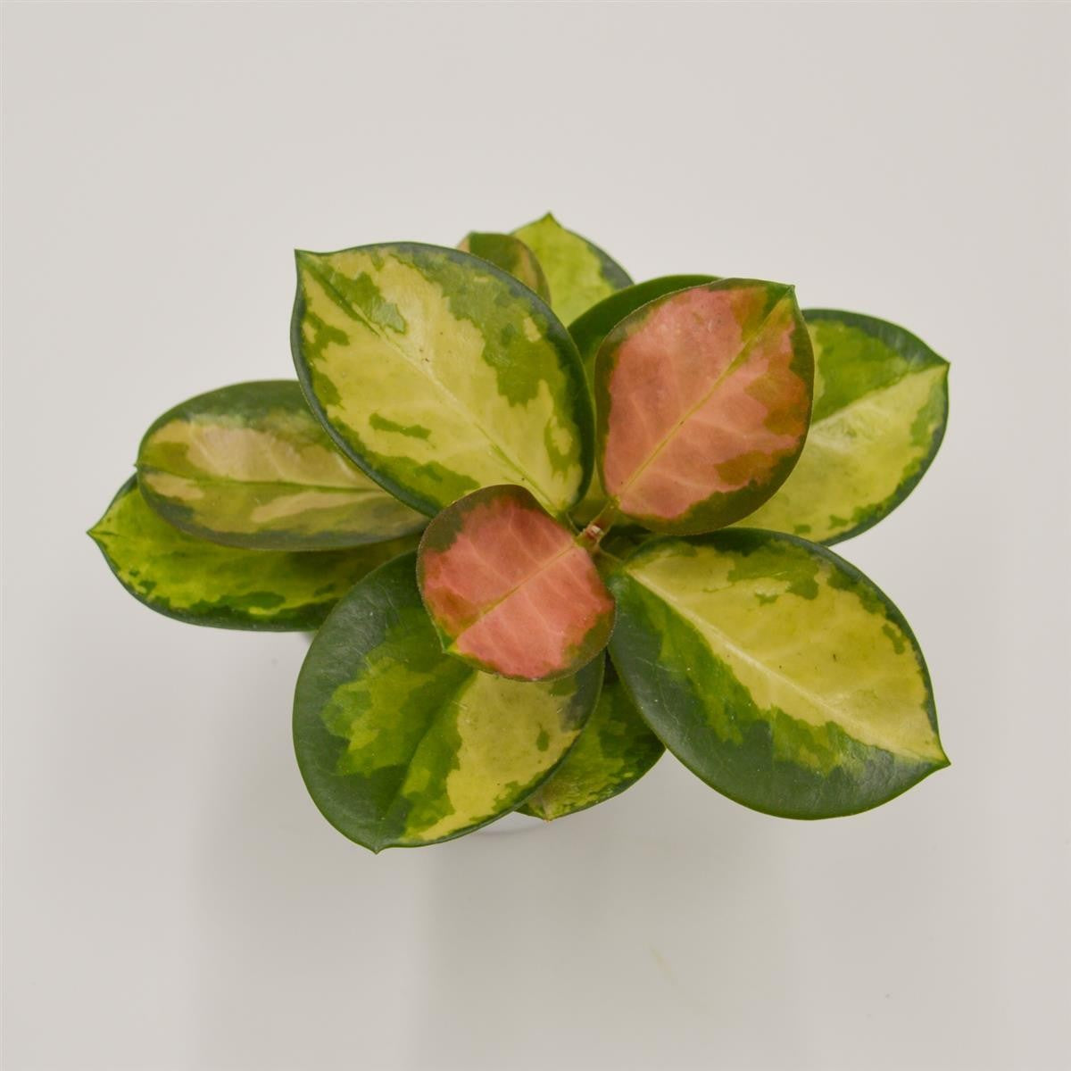 pasiora-hoya-australis-lisa-wachsblume-6cm-topf image 1