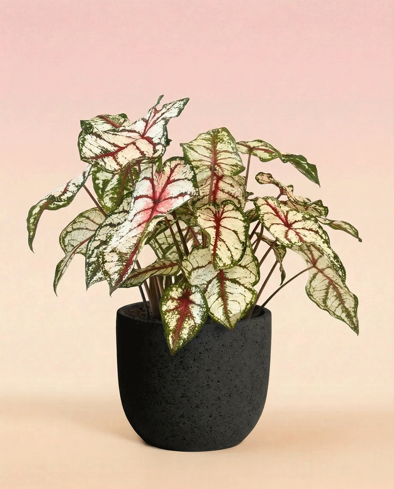 feey-caladium-bottle-rocket-zimmerpflanze image 5