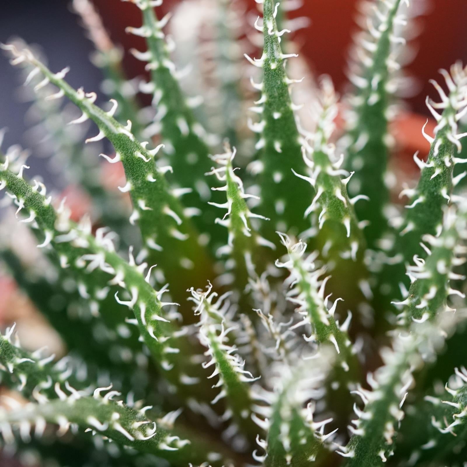 pasiora-aloe-haworthioides-sukkulente-5-5-cm-topf image 4