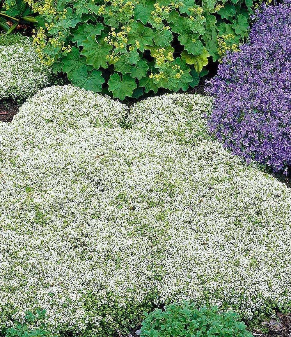 baldur-garten-wei-er-polsterthymian-3x-im-9x9-cm-topf-thymus-praecox-albiflorus image 1