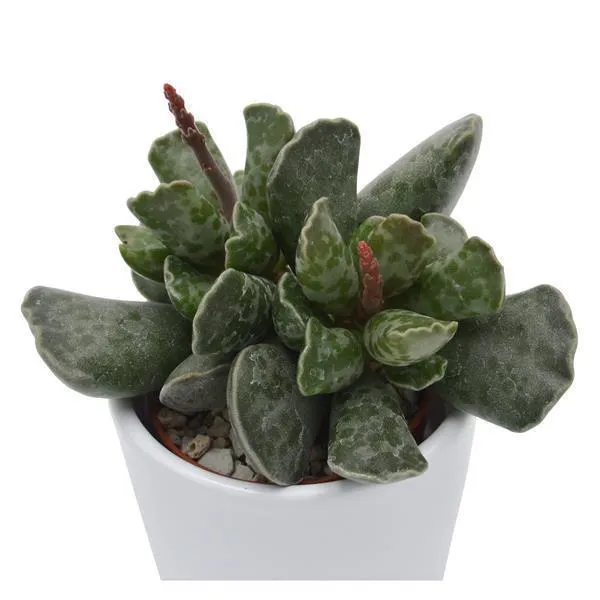 pasiora-adromischus-cooperi-kiebitzei-kurzstiel-6cm image 1