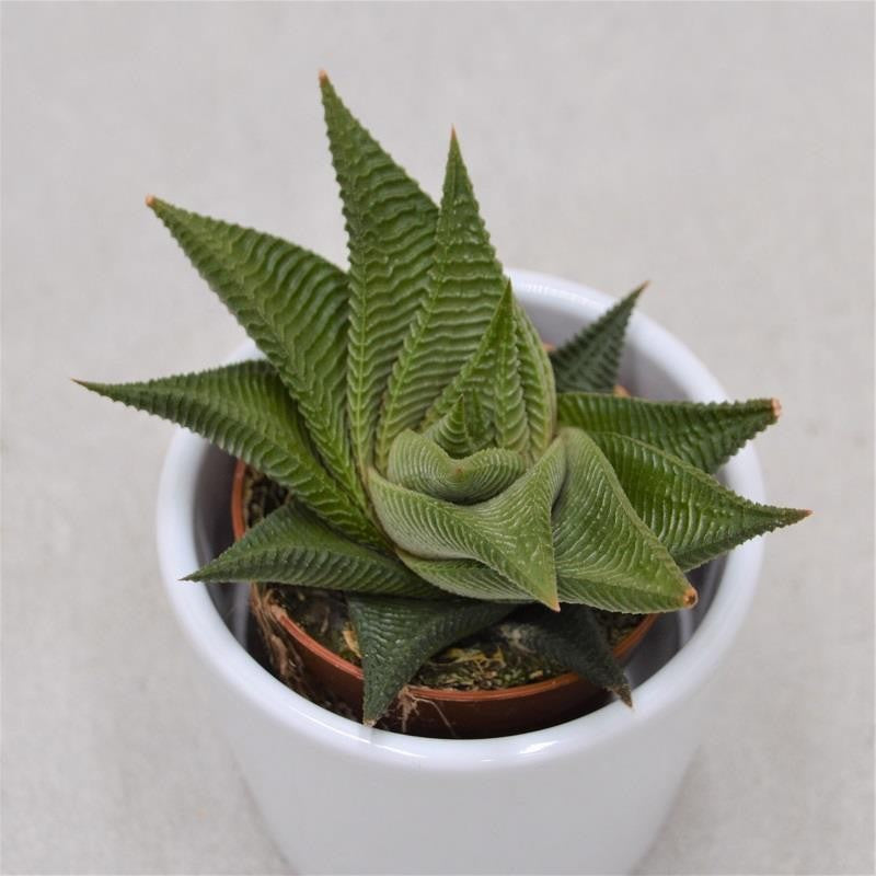 pasiora-haworthia-limifolia-twister-5-5cm image 1