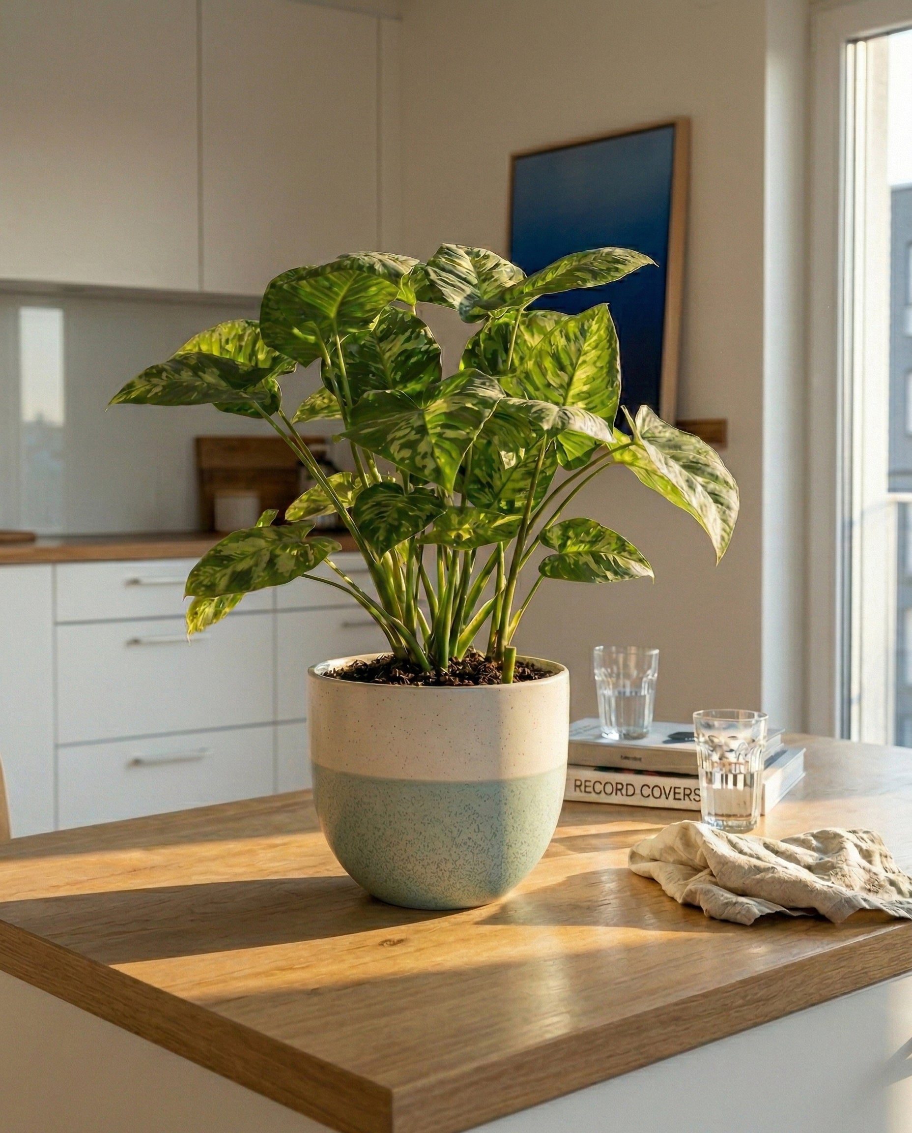 feey-homalomena-candid-zimmerpflanze image 2