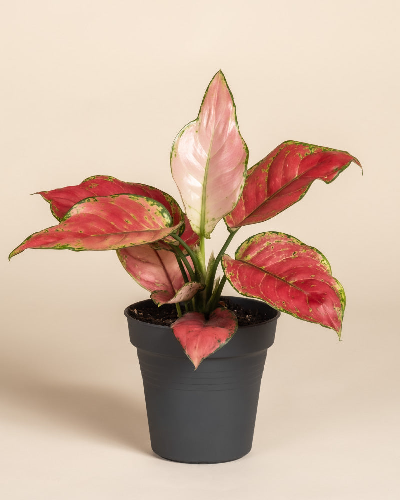 feey-aglaonema-cayenne-red-zimmerpflanze image 3
