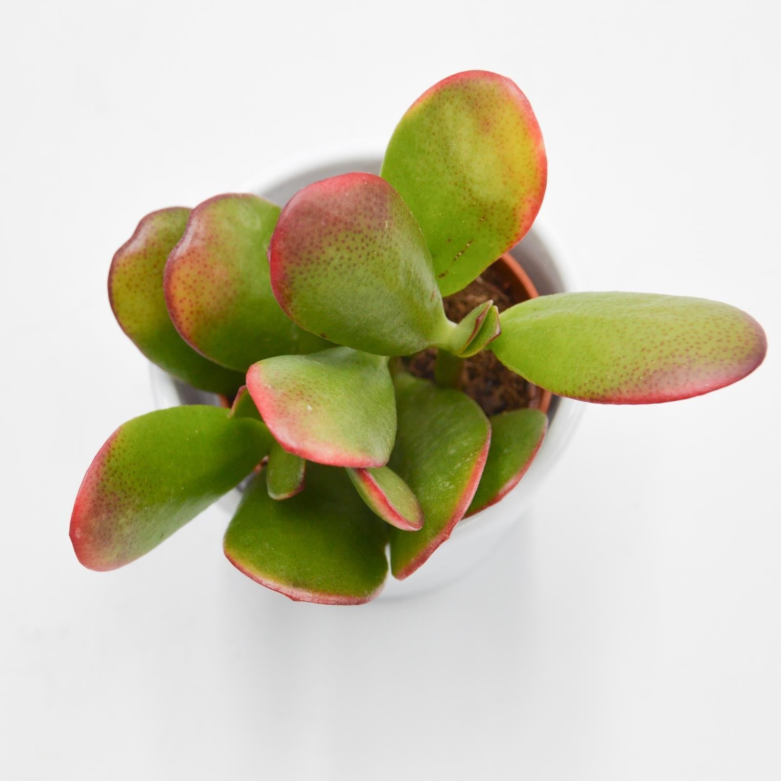 pasiora-crassula-ovata-sunset-geldbaum-sukkulente-5-5cm image 2