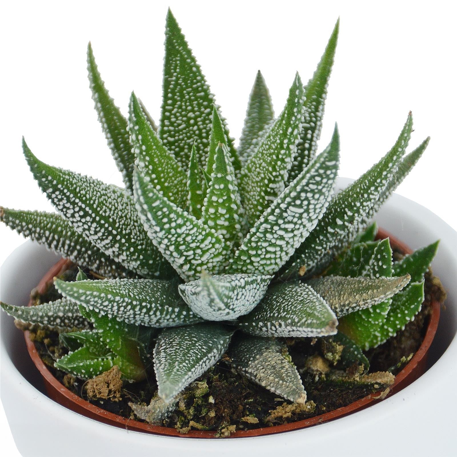 pasiora-haworthia-fasciata-concolor-6cm-topf image 2