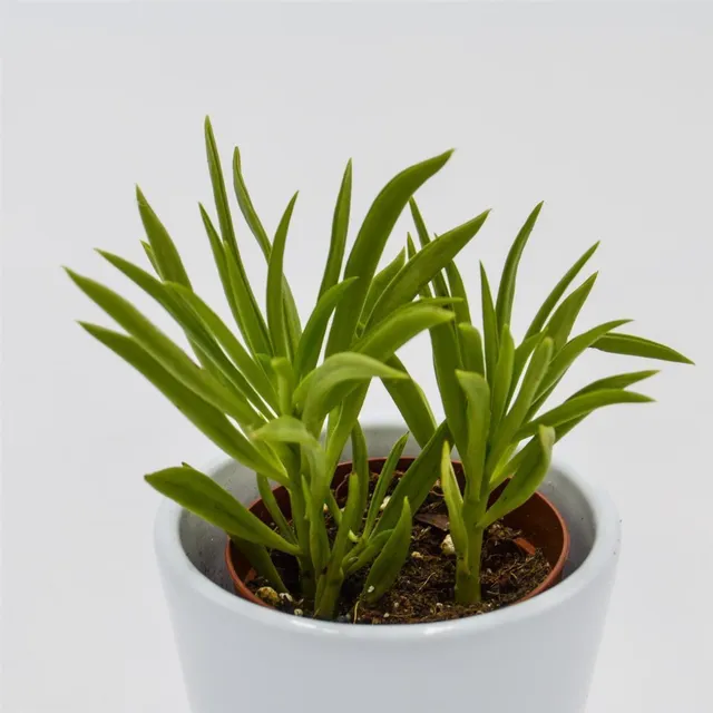 pasiora-peperomia-happy-bean-5-5cm-topf image 1