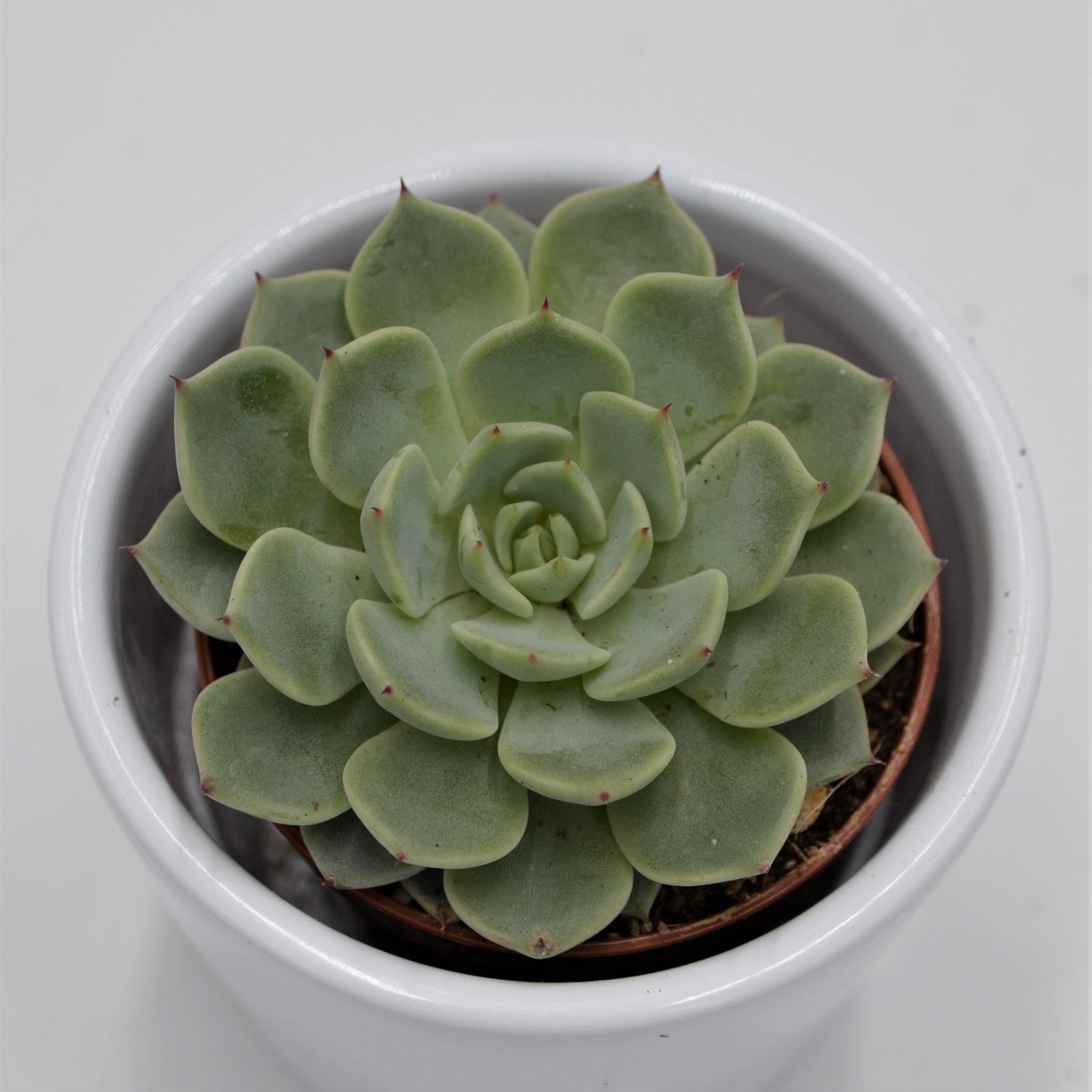 pasiora-echeveria-texensis-sukkulente-5-5-cm-topf image 1