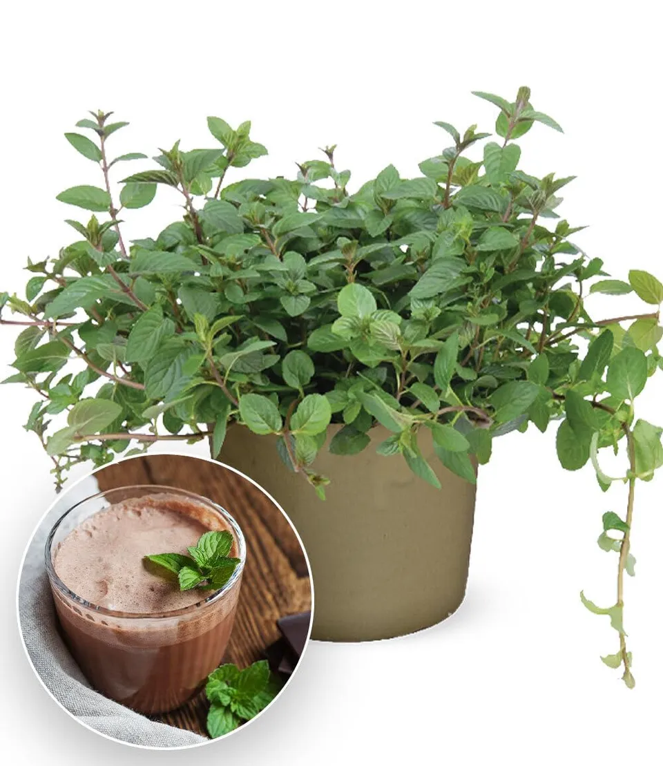 baldur-garten-minze-chocolate-kr-uterpflanze-10-5-cm-topf image 1