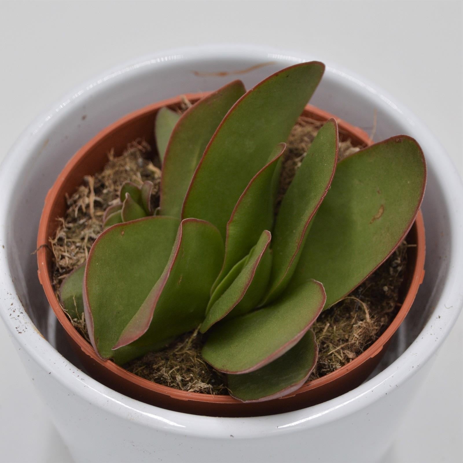 pasiora-crassula-cotyledonis-verde-sukkulente-8-5cm-topf image 3