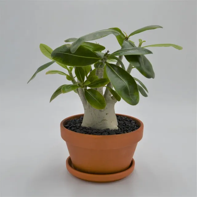 pasiora-adenium-obesum-baobab-sukkulente-15cm-im-tontopf image 1