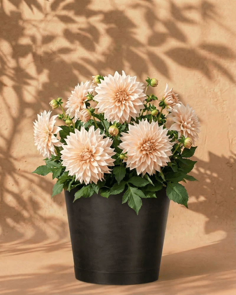 feey-dahlien-beige-caf-au-lait-knollen-au-enpflanze image 5