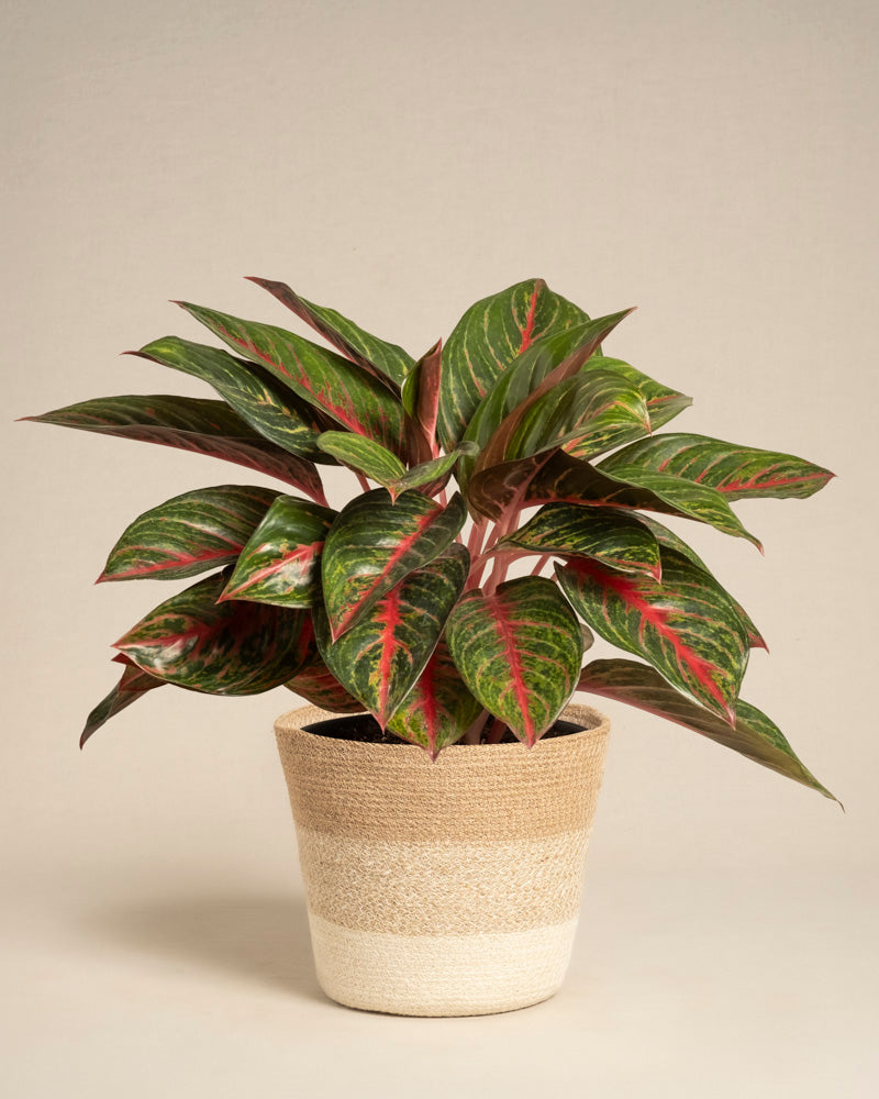 feey-aglaonema-red-emerald-kolbenfaden image 6