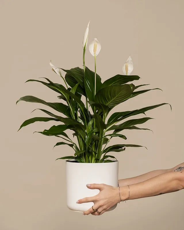 feey-gro-es-einblatt-spathiphyllum-wallisii-friedenslilie image 1