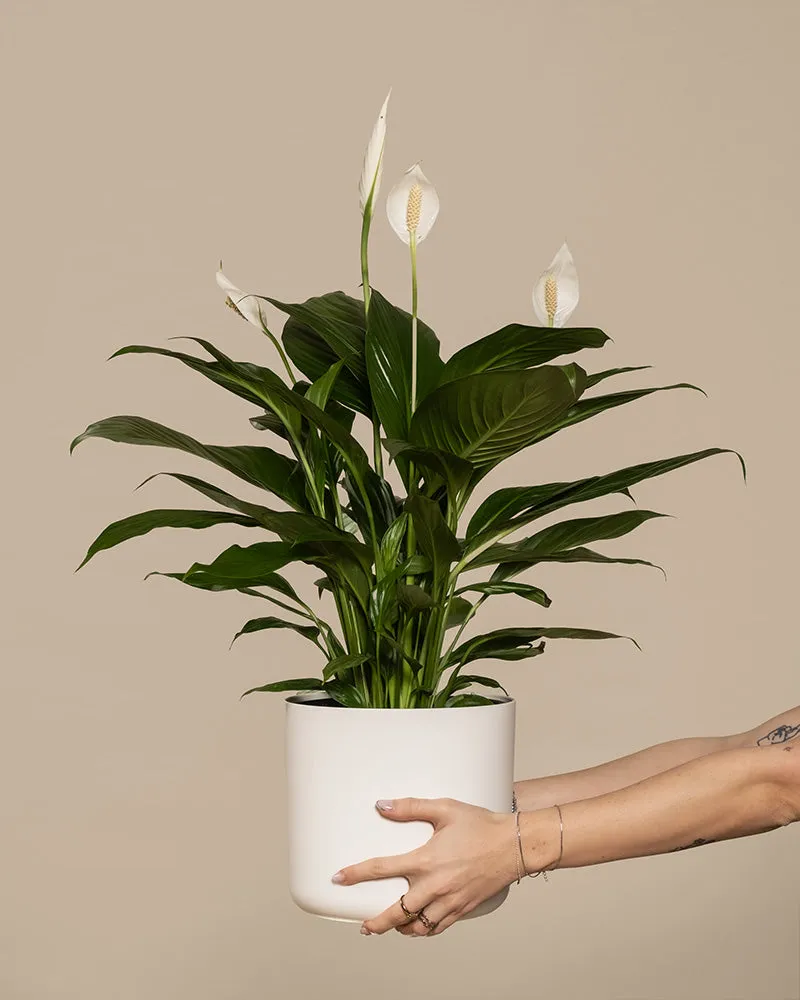 feey-gro-es-einblatt-spathiphyllum-wallisii-friedenslilie image 1