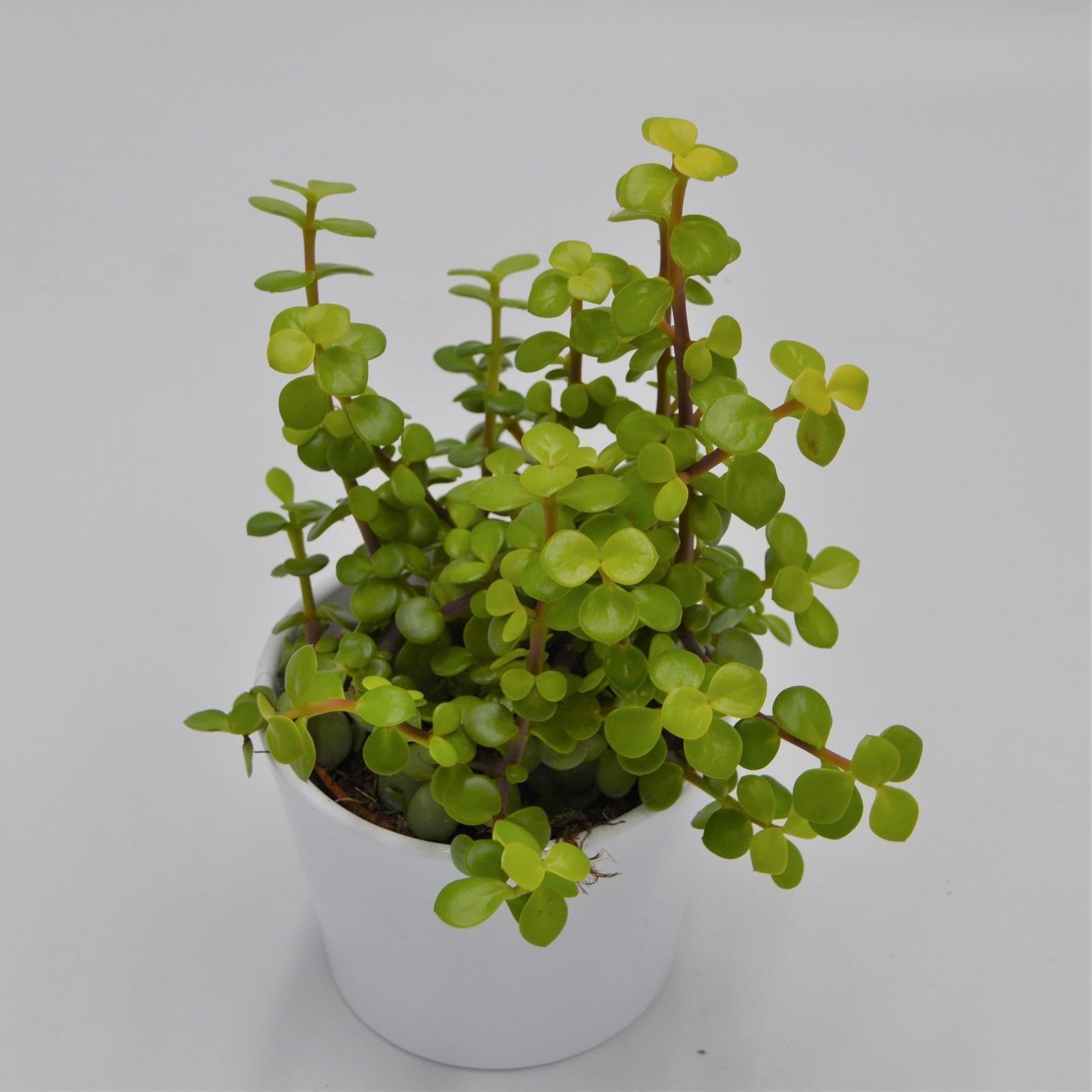 pasiora-portulacaria-afra-lemon-sukkulente-10-5cm-topf image 1