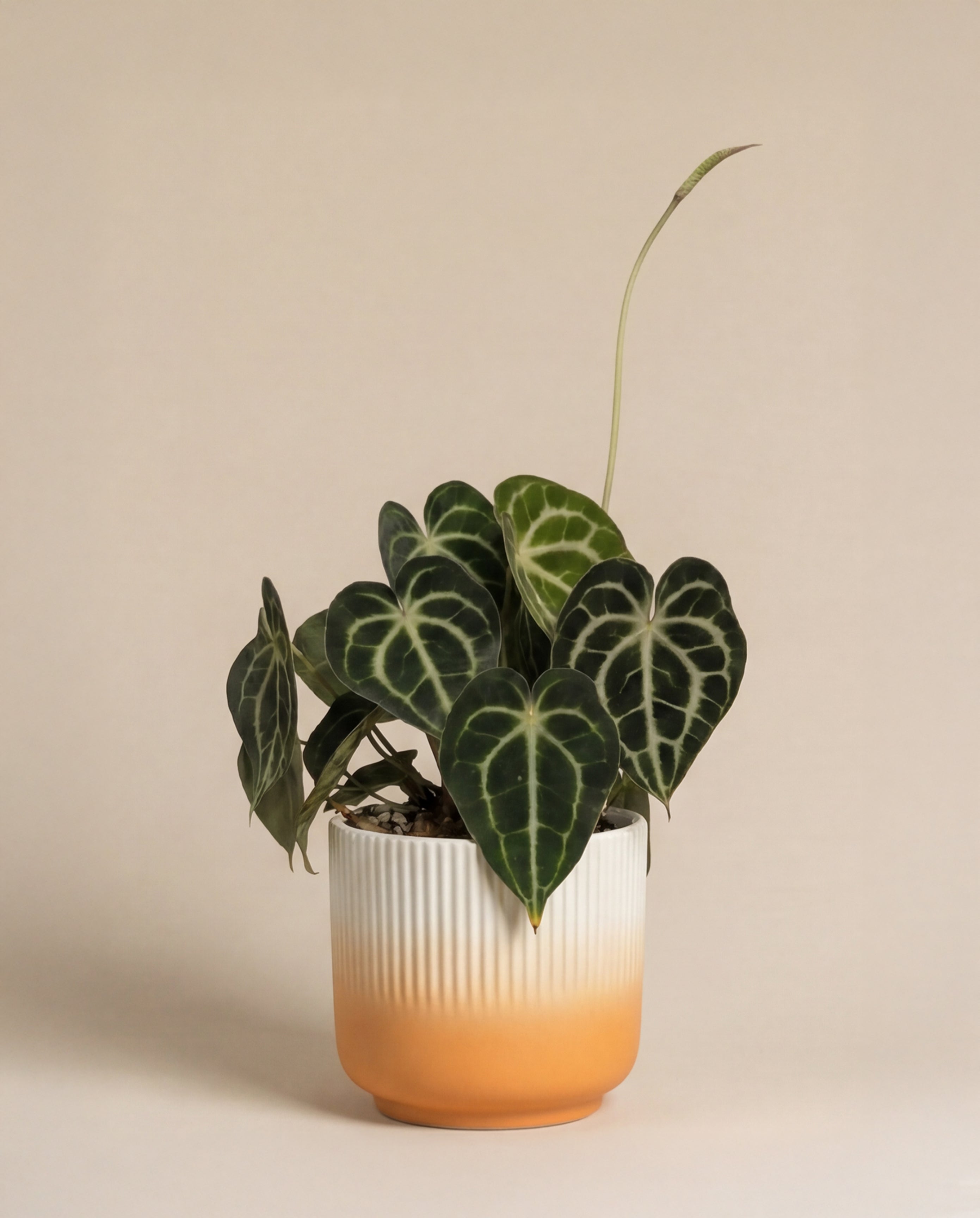 feey-anthurium-clarinervium-zimmerpflanze-herzblattblume-2 image 8