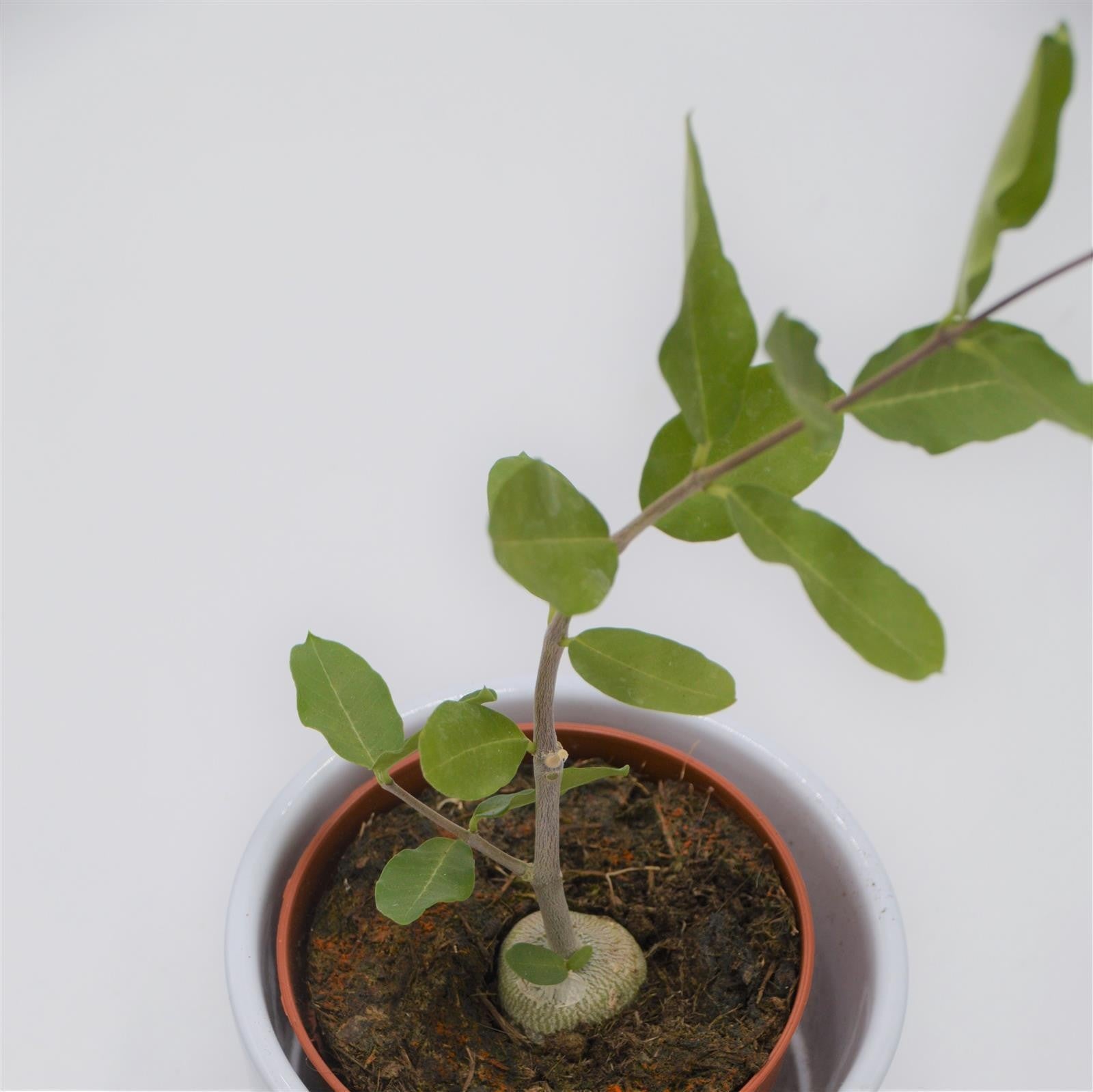 pasiora-fockea-edulis-sukkulente-caudex-8-5-cm-topf image 4