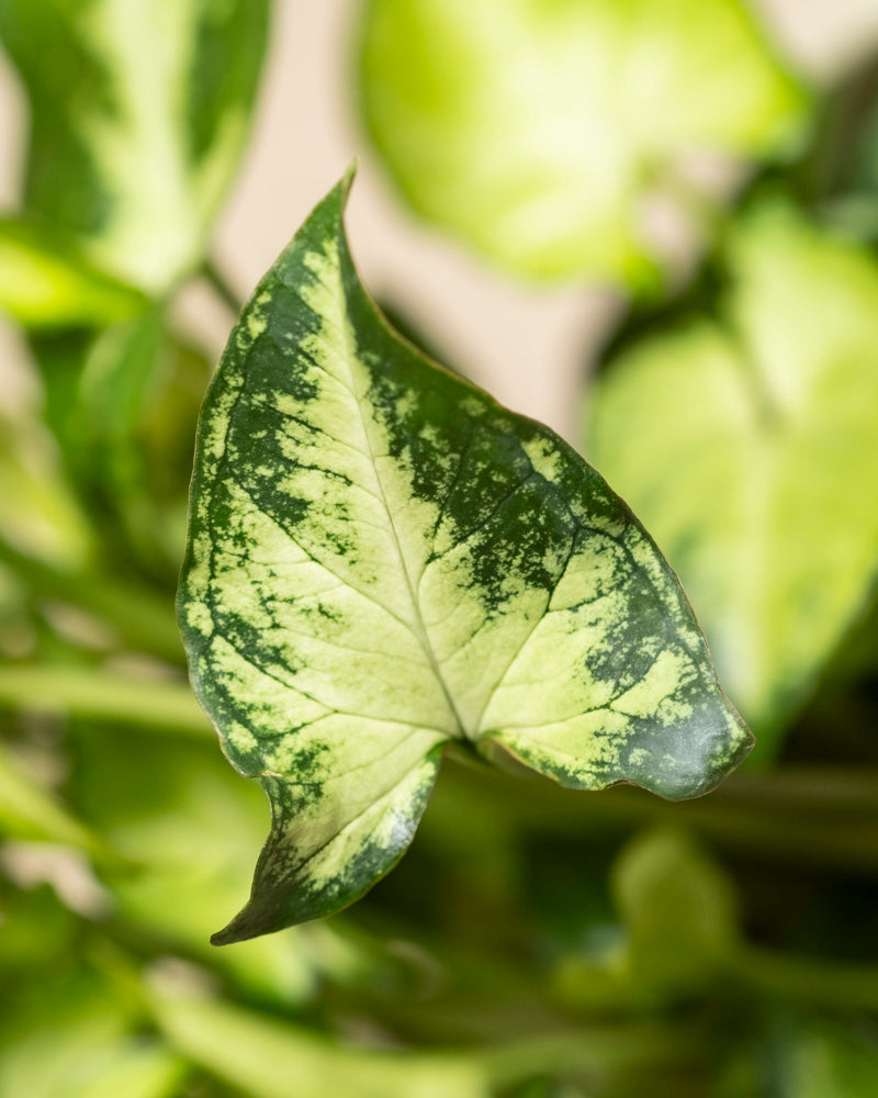 feey-syngonium-pixie-purpurtute-h-ngepflanze image 2