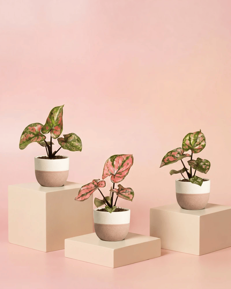 feey-baby-caladium-purple-light-3er-set-babypflanzen image 5