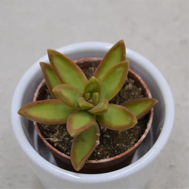 pasiora-sedum-nussbaumerianum-sukkulente-5-5-cm image 1