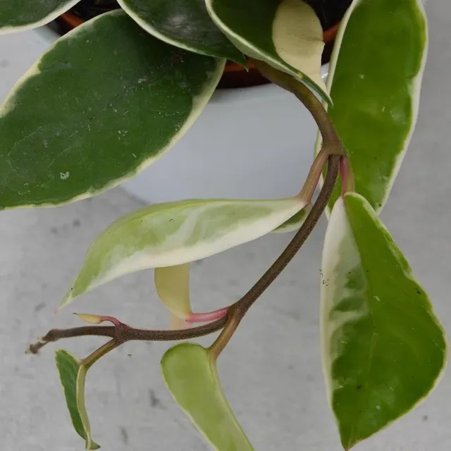 pasiora-hoya-carnosa-krimson-queen-porzellanblume-12cm image 1