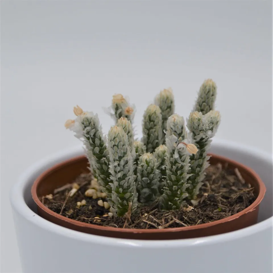 pasiora-avonia-recurvata-sukkulente-8-5cm image 1