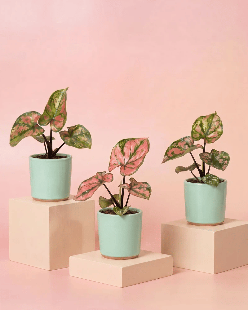feey-baby-caladium-purple-light-3er-set-babypflanzen image 8