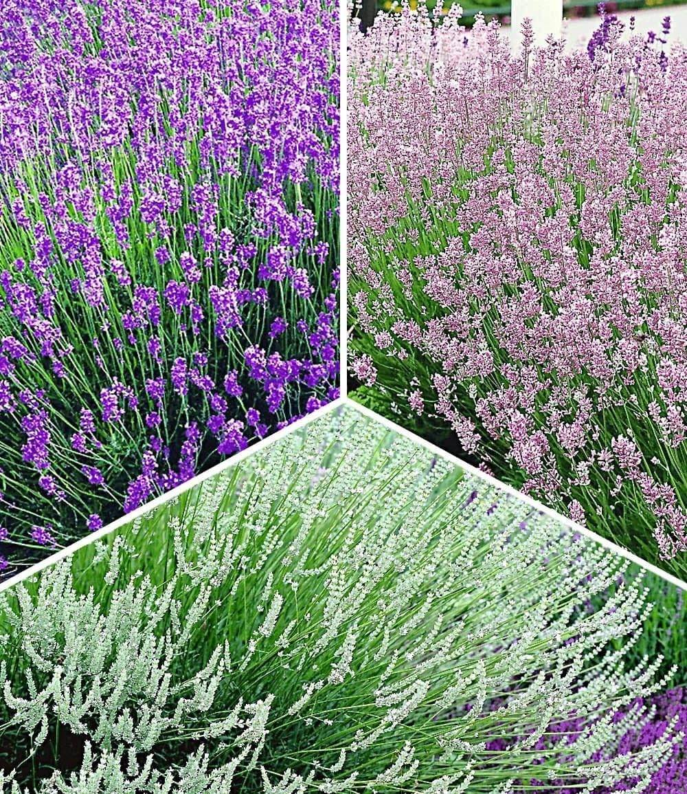 baldur-garten-winterharte-stauden-lavendel-mix-9er-set-im-9x9-cm-topf image 1