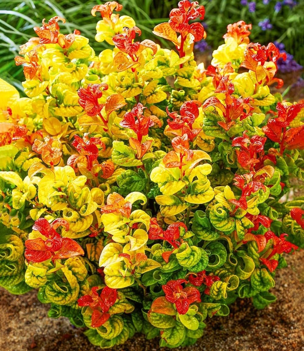 baldur-garten-traubenheide-curly-gold-im-2-liter-topf image 1