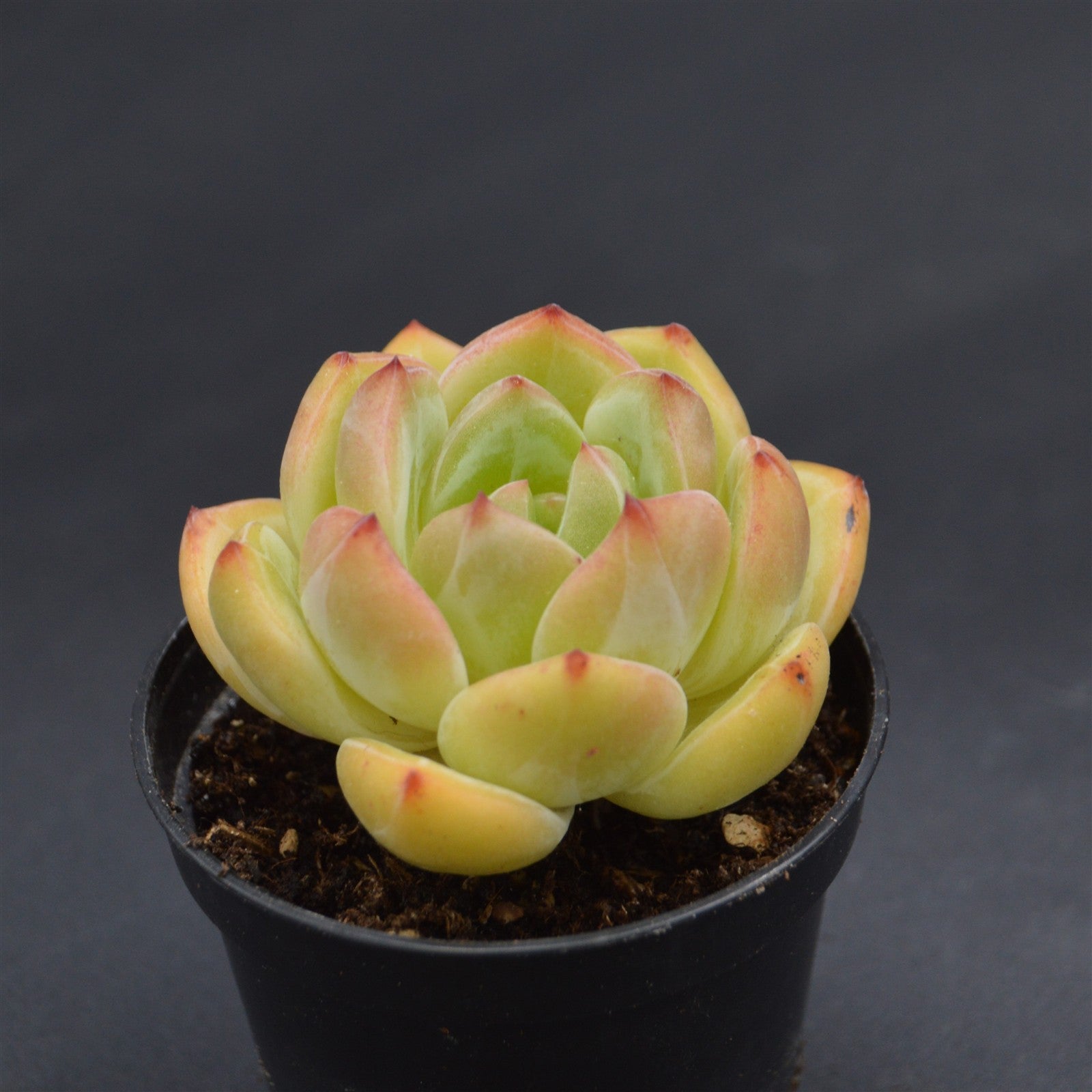 pasiora-echeveria-bird-king-rarit-t-einzelst-ck image 1