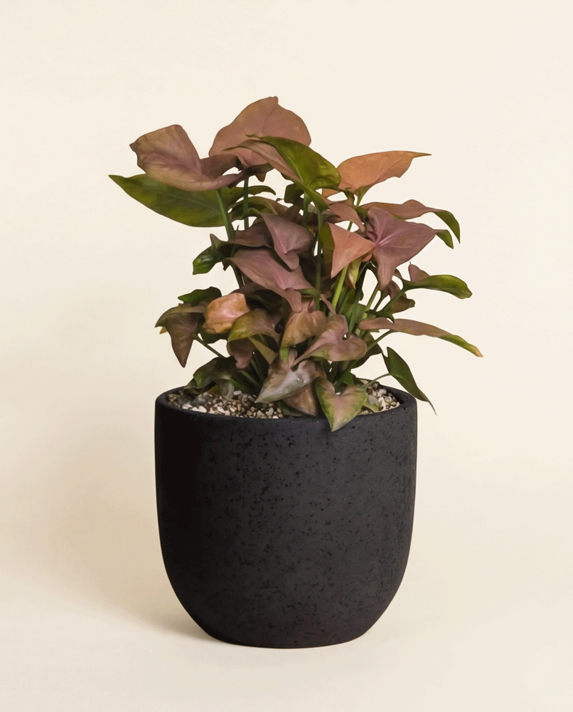 feey-syngonium-neon-schweizer-zimmerpflanze-klein-mittel image 5