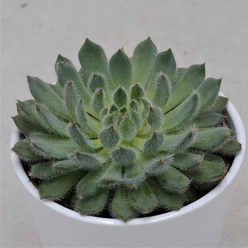 pasiora-echeveria-setosa-var-deminuta-sukkulente-12cm-topf image 1
