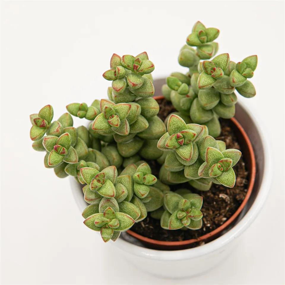 pasiora-crassula-brevifolia-dickblatt-sukkulente-8-5cm image 1