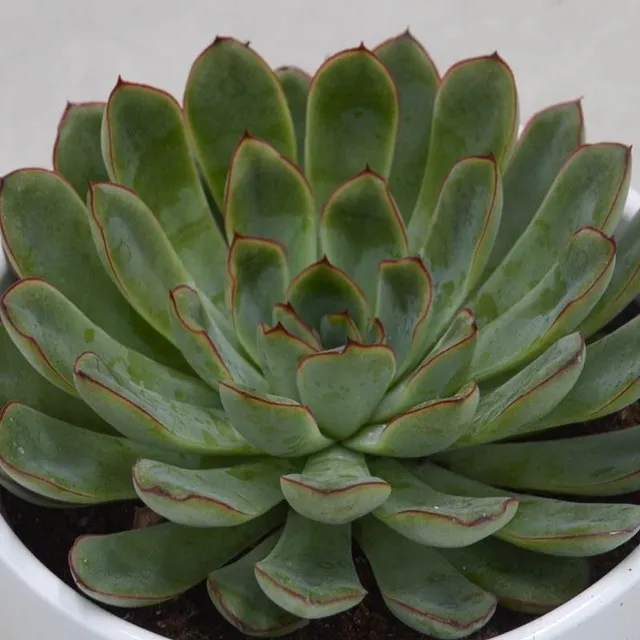 pasiora-echeveria-pulidonis-sukkulente-12cm-topf image 1