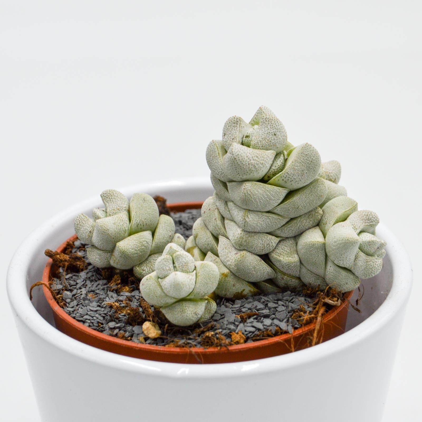 pasiora-crassula-moonstone-sukkulente-8-5-cm-topf image 2