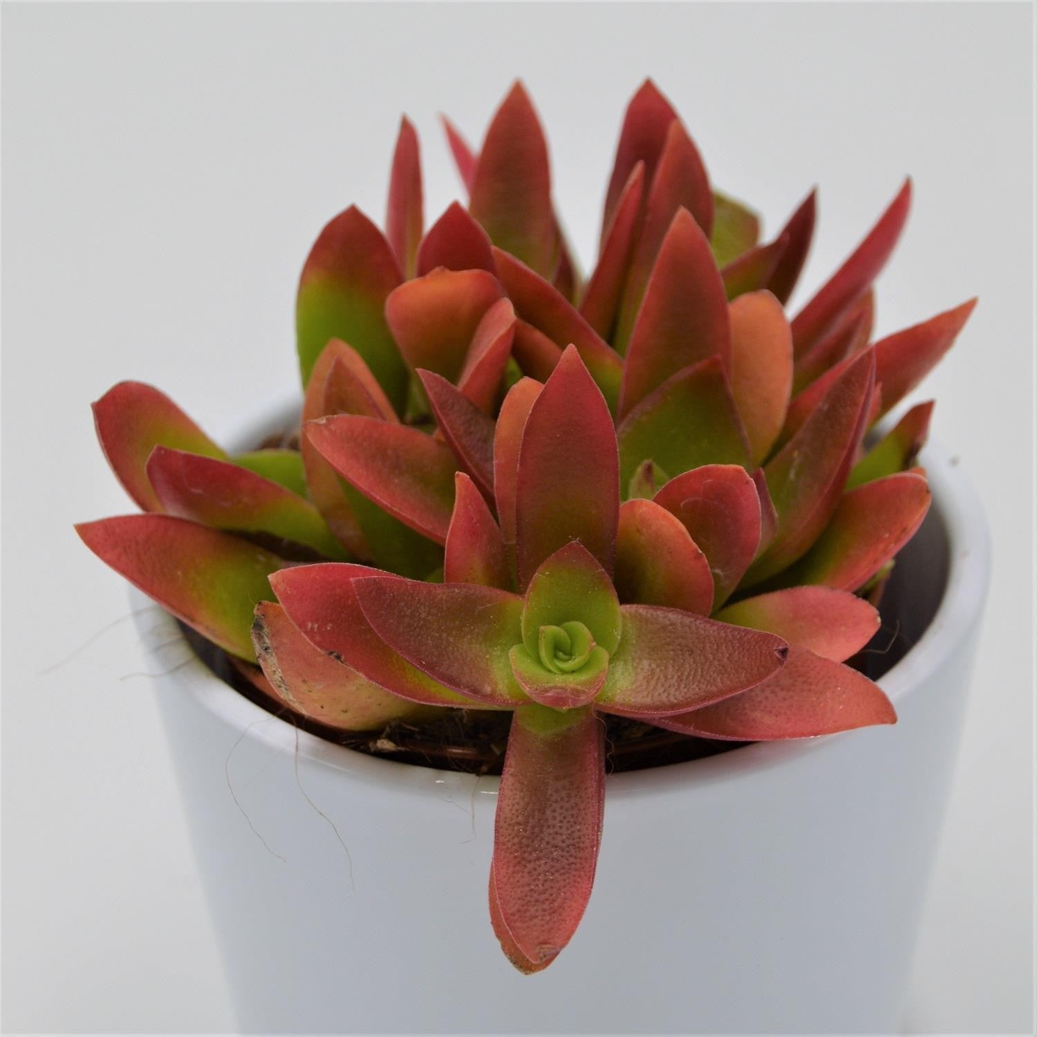 pasiora-crassula-capitella-campfire-sukkulente-im-8-5cm-topf image 2